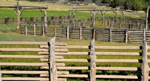 Contenido Amplio (44)